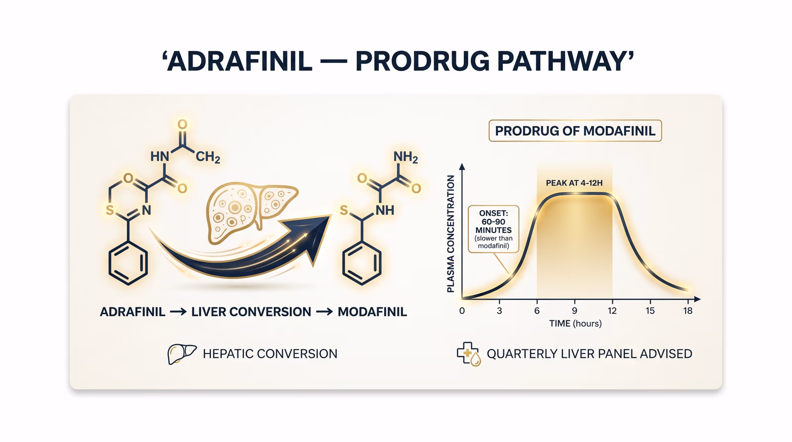 Adrafinil mechanism diagram