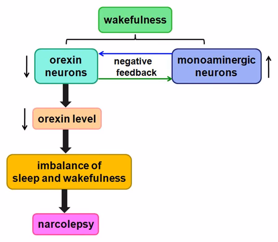 Orexin potentiation. No dopamine spike.